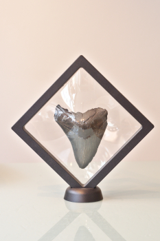 Echter Megalodonzahn