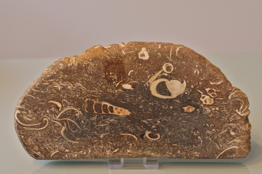 Fossilienplatte
