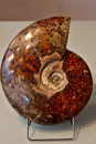 Ammonit XXL