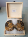 Ammoniten Paar  in Holzbox